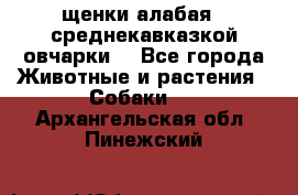 щенки алабая ( среднекавказкой овчарки) - Все города Животные и растения » Собаки   . Архангельская обл.,Пинежский 